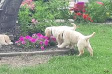 Golden retriever puppies - Photo 8