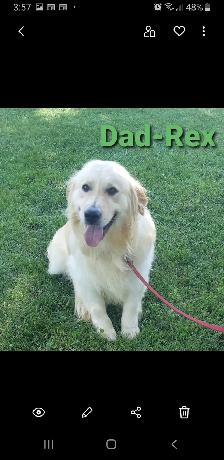 Golden retriever puppies - Photo 9