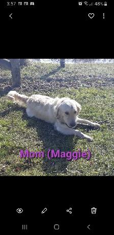 Golden retriever puppies - Photo 10