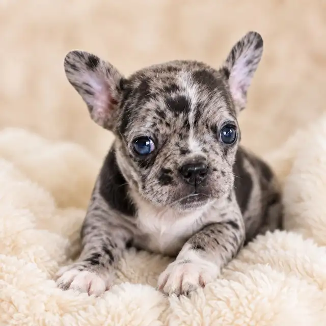 Merle French bulldog puppies / chiots bouledogue français