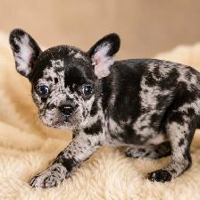 Merle French bulldog puppies / chiots bouledogue français - Photo 2