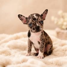 Merle French bulldog puppies / chiots bouledogue français - Photo 3
