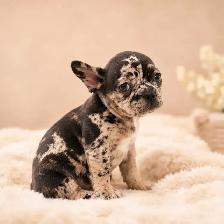 Merle French bulldog puppies / chiots bouledogue français - Photo 4
