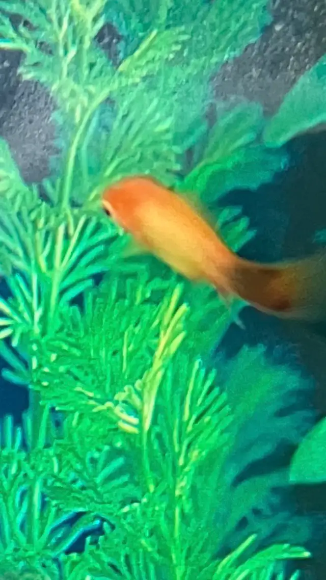 Free tropical fish for rehoming