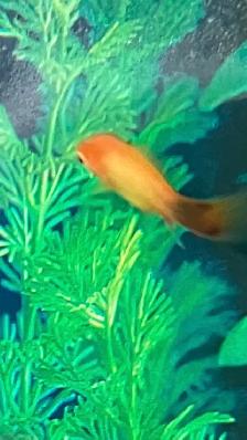 Free tropical fish for rehoming