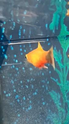 Free tropical fish for rehoming - Photo 2