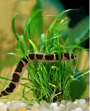Free tropical fish for rehoming - Photo 3