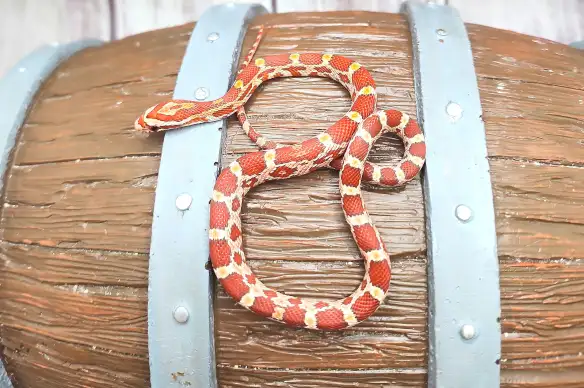 serpent des bles hypo