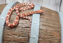 serpent des bles hypo - Photo 2