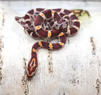 serpent des blés okeetee
