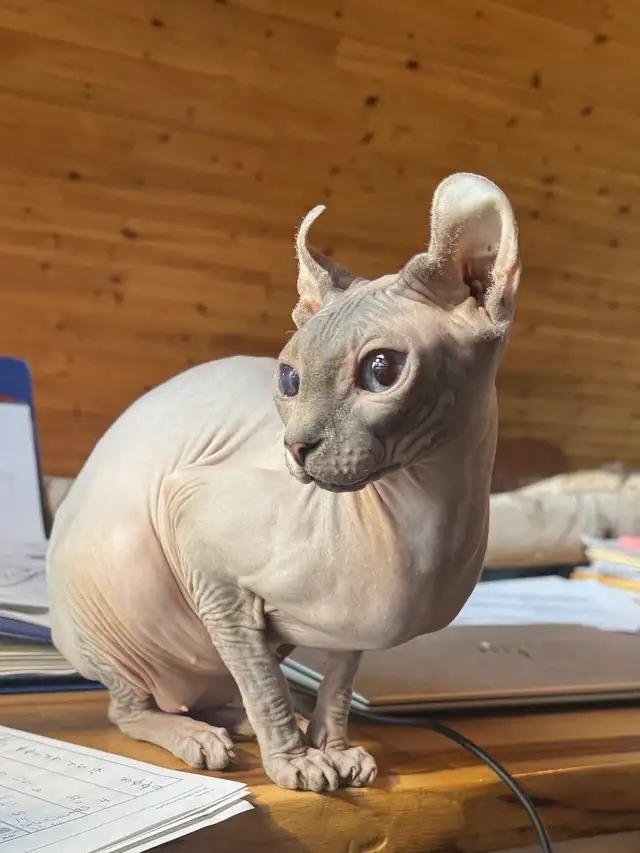 SPHYNX ELF