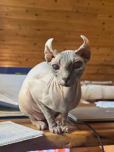 SPHYNX ELF - Photo 2