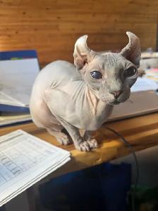 SPHYNX ELF - Photo 3