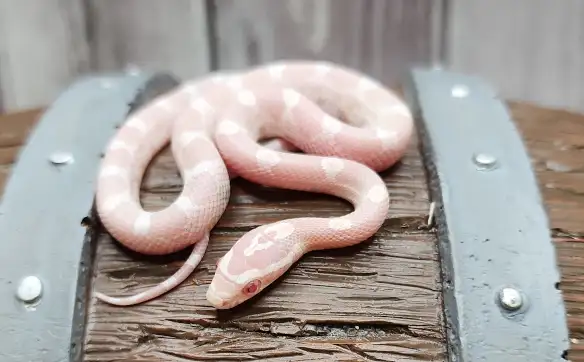 serpent des blés snow