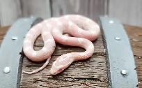 serpent des blés snow