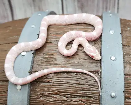 serpent des blés snow (corn snake)