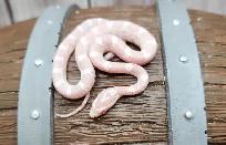 serpent des blés snow (corn snake) - Photo 2