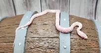 serpent des blés snow (corn snake) - Photo 6
