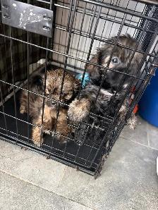 chiots à vendre