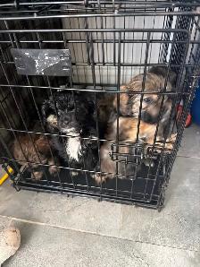 chiots à vendre - Photo 2