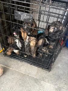 chiots à vendre - Photo 3