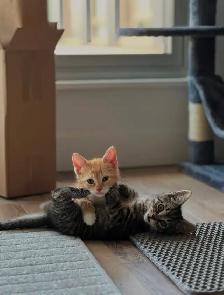 Vaccinated Russian Blue x Siberian Kittens