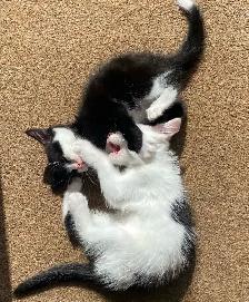 Vaccinated Russian Blue x Siberian Kittens - Photo 3