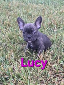 Frenchton Pups!
