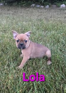 Frenchton Pups! - Photo 2