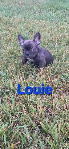 Frenchton Pups! - Photo 3