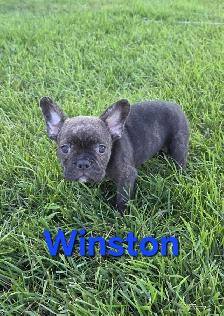 Frenchton Pups! - Photo 4