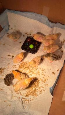 Pet button quails - Photo 2