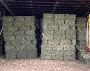 EXCELLENT QUALITY HORSE HAY