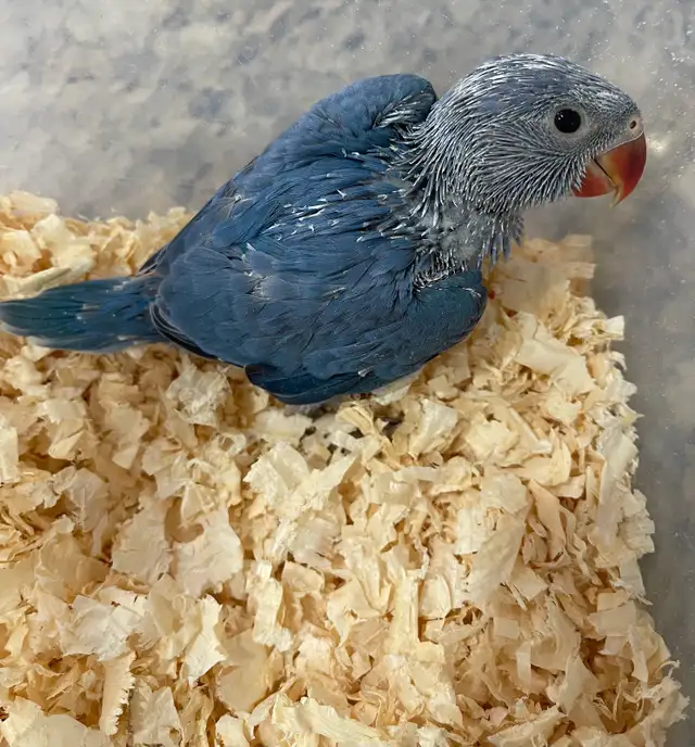 Cobalt blue Indian ringneck baby's.