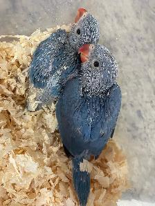 Cobalt blue Indian ringneck baby's. - Photo 3