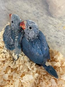 Cobalt blue Indian ringneck baby's. - Photo 4