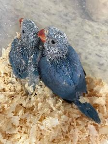 Cobalt blue Indian ringneck baby's. - Photo 5