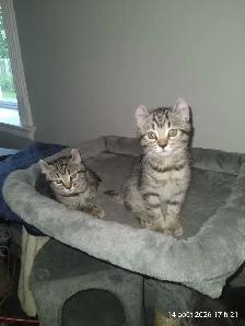 adorables HLYNX disponible - Photo 3