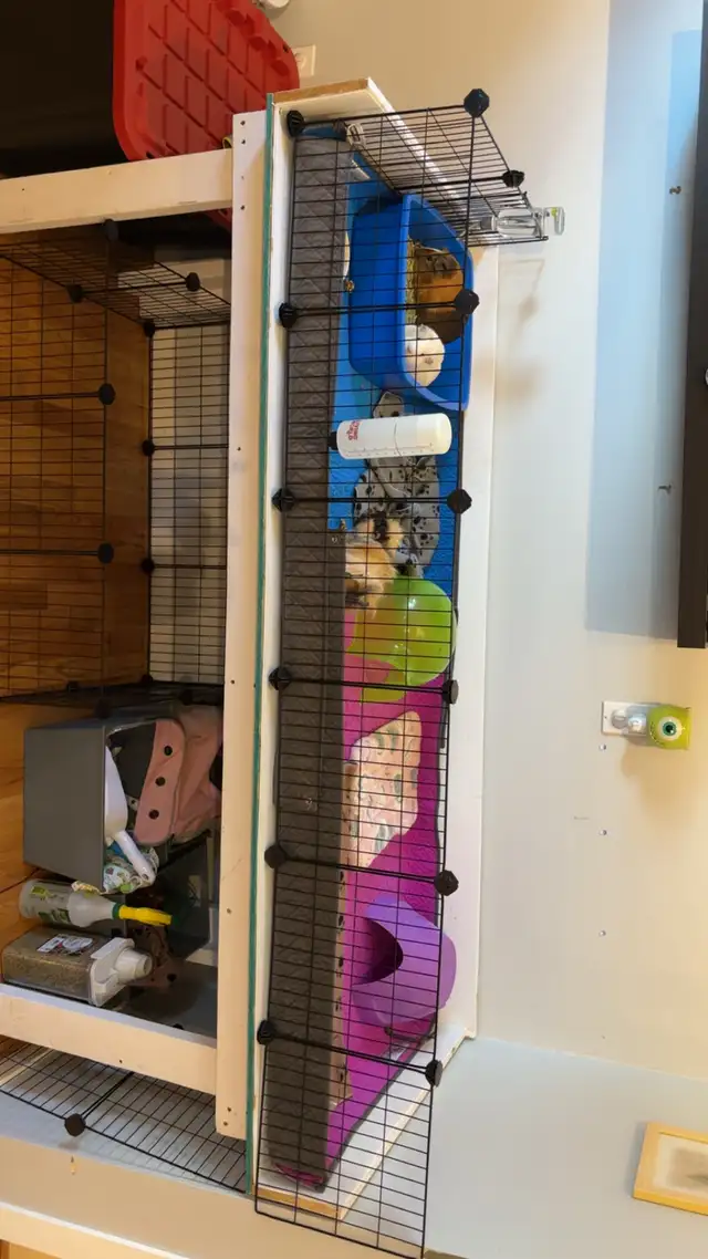 Coco, Chanel & Louis Vuitton Guinea Pigs
