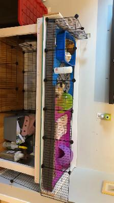 Coco, Chanel & Louis Vuitton Guinea Pigs