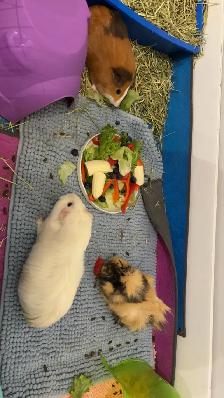Coco, Chanel & Louis Vuitton Guinea Pigs - Photo 2