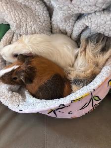 Coco, Chanel & Louis Vuitton Guinea Pigs - Photo 3