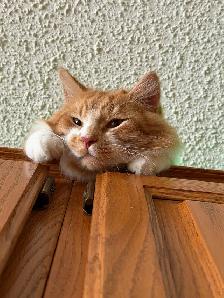 free kitten male - Photo 2