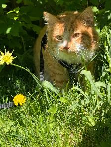 free kitten male - Photo 3
