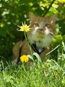 free kitten male - Photo 6