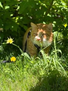 free kitten male - Photo 7