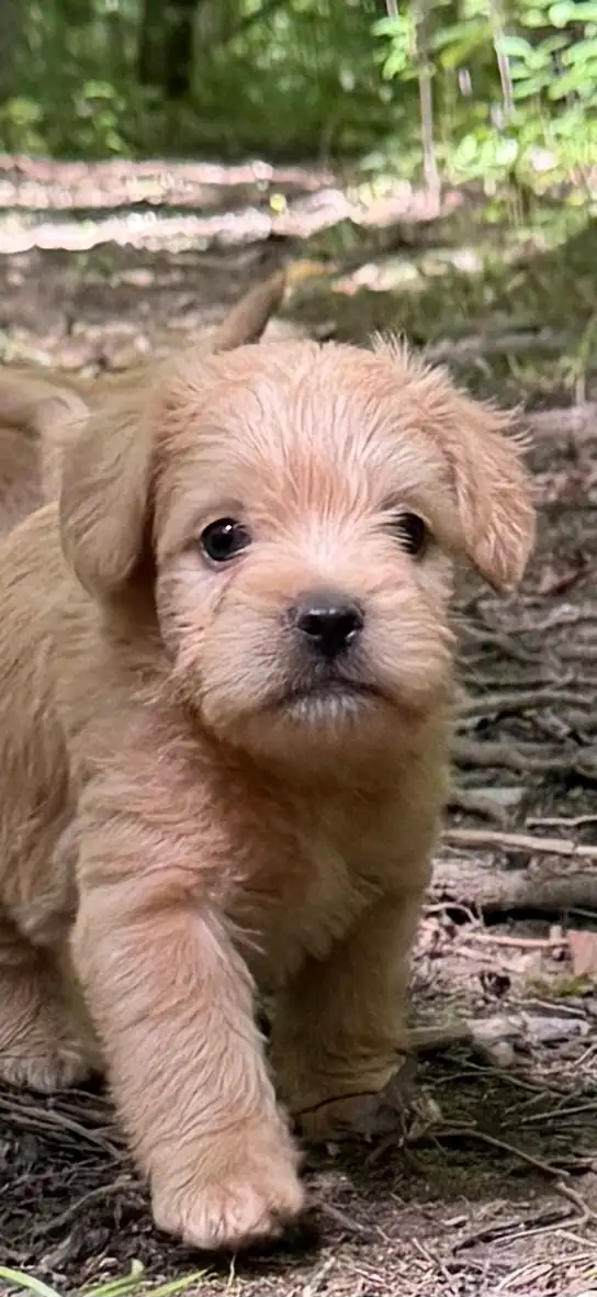 Mini Frenchiepoo (French Boodle ou Floodle)