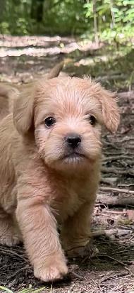 Mini Frenchiepoo (French Boodle ou Floodle)
