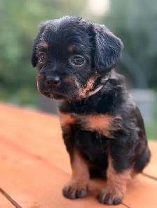 Mini Frenchiepoo (French Boodle ou Floodle) - Photo 2