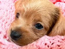 Mini Frenchiepoo (French Boodle ou Floodle) - Photo 3